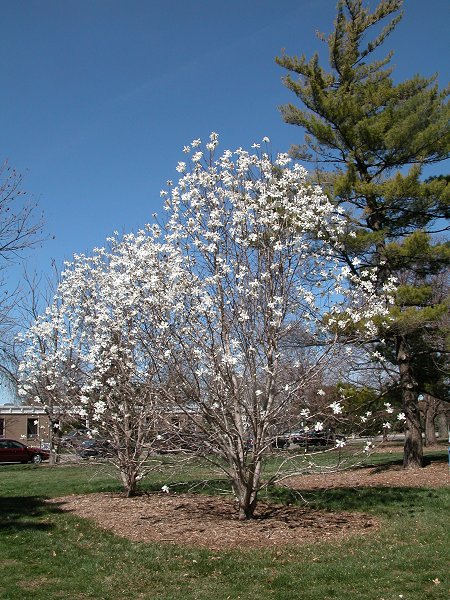 magnolia tree. Magnolia tree on East Campus
