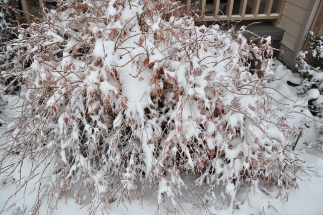 First Snowfall in Lincoln